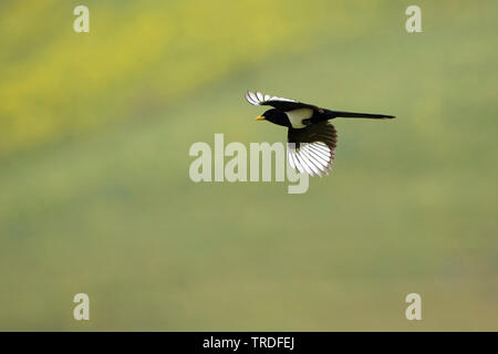 Giallo-fatturati gazza (Pica nuttalli), volare, Stati Uniti, California Foto Stock