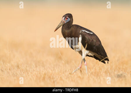 La Abdim stork (Ciconia abdimii), Oman Foto Stock