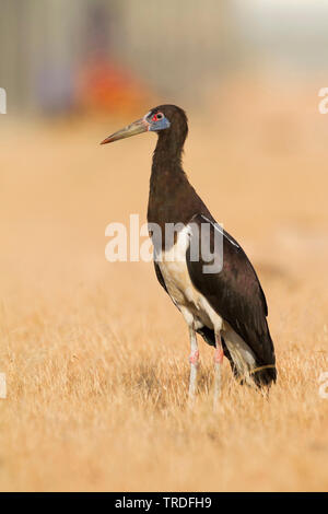 La Abdim stork (Ciconia abdimii), Oman Foto Stock