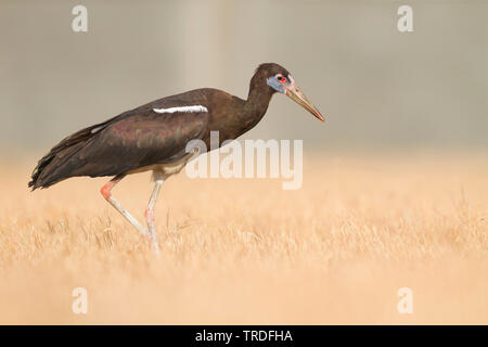 La Abdim stork (Ciconia abdimii), Oman Foto Stock