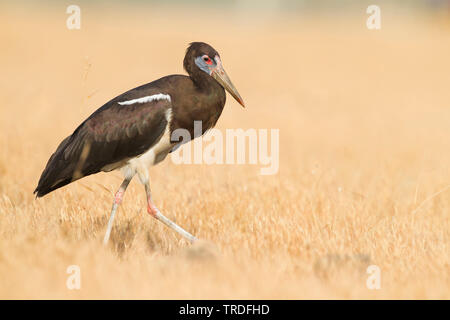 La Abdim stork (Ciconia abdimii), Oman Foto Stock