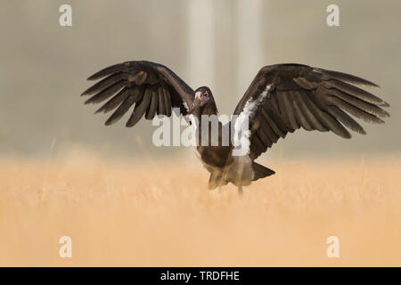 La Abdim stork (Ciconia abdimii), con outstreched, Oman Foto Stock