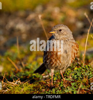 Sordone (Prunella collaris, Prunella collaris collaris), capretti, Svizzera Foto Stock