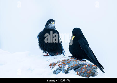 Gracchio alpino (Pyrrhocorax graculus), due chloughs nella neve, Svizzera Foto Stock