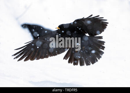 Gracchio alpino (Pyrrhocorax graculus), lo sbarco in snow, Svizzera Foto Stock