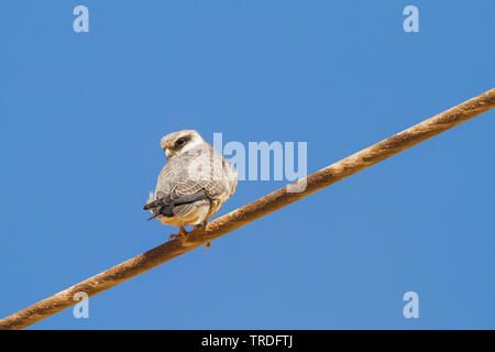 Rosso orientale-footed krestel (Falco amurensis), seduto su un filo, Russia Foto Stock