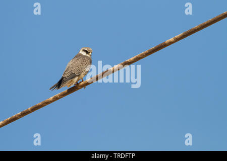 Rosso orientale-footed krestel (Falco amurensis), seduto su un filo, Russia Foto Stock