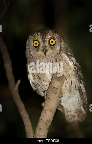 Arabian Scops-Owl, Otus pamelae (Otus pamelae), seduto su un gufo, Oman Foto Stock