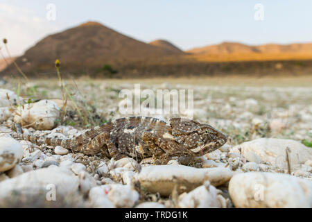 Arabian camaleonte, Chamaeleo arabicus (Chamaeleo arabicus), nel deserto, Oman Foto Stock