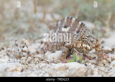 Arabian camaleonte, Chamaeleo arabicus (Chamaeleo arabicus), nel deserto, Oman Foto Stock