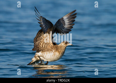 Parassiti, Jaeger artico, Skua Skua parassita (Stercorarius parasiticus), partendo dal mare, migrazione, Germania Foto Stock