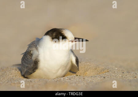 Arctic Tern (sterna paradisaea), riposo, Germania Foto Stock