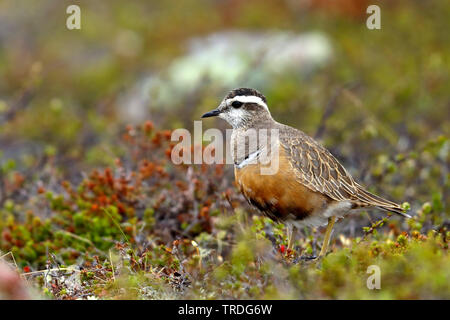 Beccaccia, Speedy beccaccia (Charadrius morinellus, Eudromias morinellus), sul terreno in fjell, Svezia, Gaellivare Foto Stock