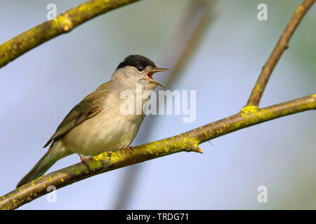 Capinera (Sylvia atricapilla), cantando maschio, Paesi Bassi, Frisia Foto Stock