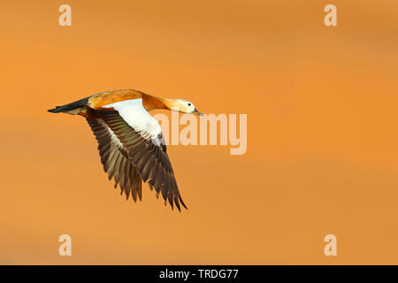 Casarca (Tadorna ferruginea, Casarca ferruginea), flying maschio, Marocco, Merzouga Foto Stock