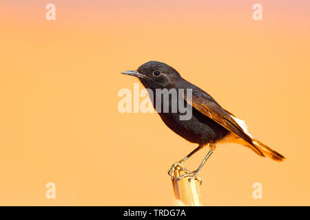 Bianco-nero incoronato culbianco (Oenanthe leucopyga), appollaiate , Marocco, Boulmane Foto Stock