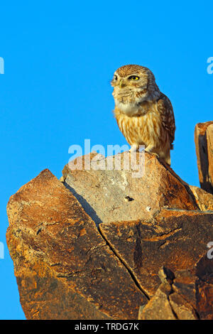 Civetta (Athene glaux, Athene noctua glaux), su una roccia, Marocco, Tagdilt Foto Stock