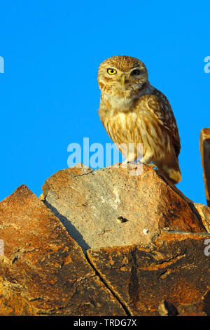 Civetta (Athene glaux, Athene noctua glaux), su una roccia, Marocco, Tagdilt Foto Stock