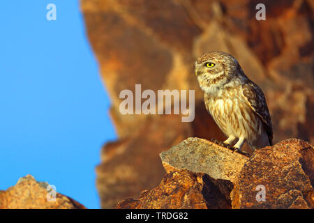 Civetta (Athene glaux, Athene noctua glaux), su una roccia, Marocco, Tagdilt Foto Stock