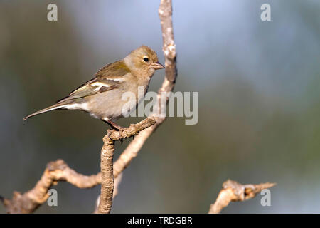 Atlas Vink, Atlas fringuello, Africano (fringuello Fringilla coelebs africana), femmina, Marocco Foto Stock