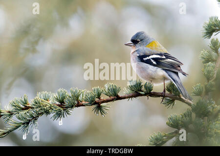 Atlas Vink, Atlas fringuello, Africano (fringuello Fringilla coelebs africana), maschio, Marocco Foto Stock