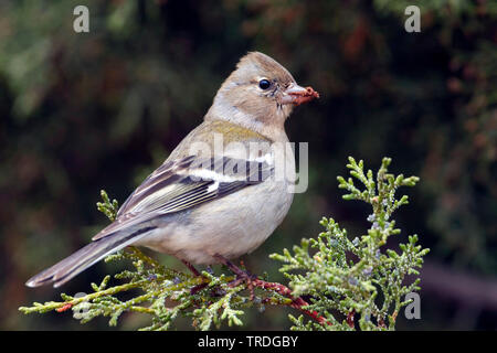 Atlas Vink, Atlas fringuello, Africano (fringuello Fringilla coelebs africana), femmina, Marocco Foto Stock