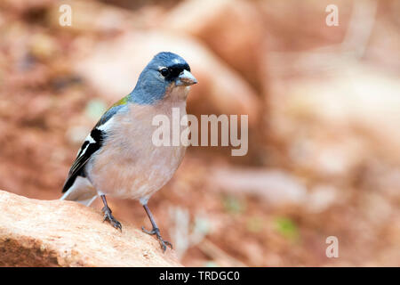 Atlas Vink, Atlas fringuello, Africano (fringuello Fringilla coelebs africana), maschio, Marocco Foto Stock