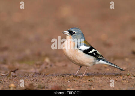 Atlas Vink, Atlas fringuello, Africano (fringuello Fringilla coelebs africana), maschio, Marocco Foto Stock