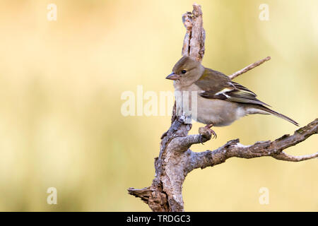 Atlas Vink, Atlas fringuello, Africano (fringuello Fringilla coelebs africana), femmina, Marocco Foto Stock