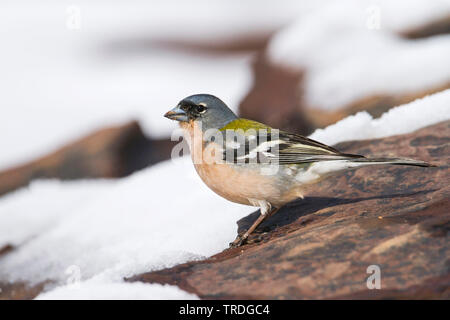Atlas Vink, Atlas fringuello, Africano (fringuello Fringilla coelebs africana), maschio nella neve, Marocco Foto Stock