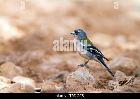 Atlas Vink, Atlas fringuello, Africano (fringuello Fringilla coelebs africana), maschio, Marocco Foto Stock