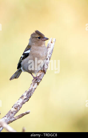 Atlas Vink, Atlas fringuello, Africano (fringuello Fringilla coelebs africana), femmina, Marocco Foto Stock