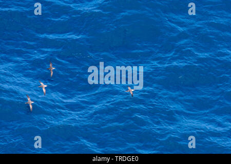 Baleari (Shearwater Puffinus mauretanicus), volando sopra il mare mediterraneo, Isole Baleari Spagna, Maiorca Foto Stock