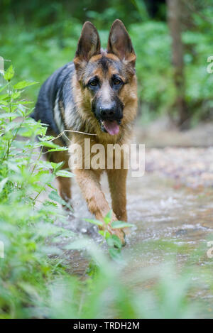 Pastore Tedesco cane (Canis lupus f. familiaris), in esecuzione su una strada forestale, Germania Foto Stock