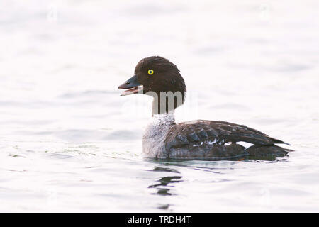 Barrow è goldeneye (Bucephala islandica), nuoto femminile, Islanda Foto Stock