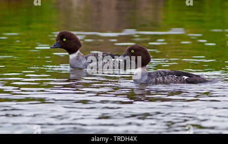 Barrow è goldeneye (Bucephala islandica), due femmine di nuoto, Islanda Foto Stock