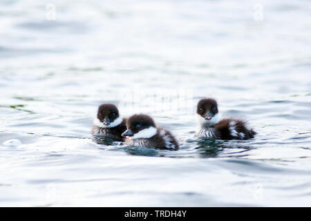 Barrow è goldeneye (Bucephala islandica), tre nuoto anatroccoli, Islanda Foto Stock