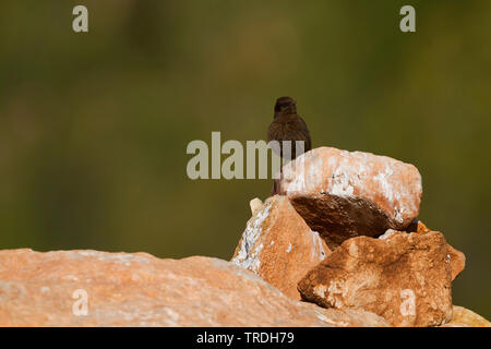 Nero (culbianco Oenanthe leucura riggenbachi, Oenanthe riggenbachi), femmina adulta su una roccia, Marocco Foto Stock