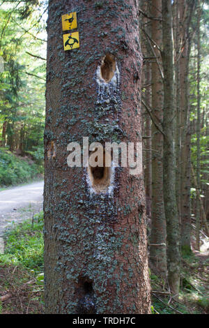 Picchio nero (Dryocopus martius), di alimentazione rimane, Germania Foto Stock