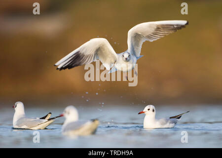 A testa nera (gabbiano Larus ridibundus, Chroicocephalus ridibundus) volando al di sopra di tre nuoto gabbiani, Germania Foto Stock