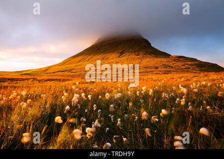 Cotone-erbe ai piedi della montagna di Kirkjufell, Islanda, Snaefellsnes, Grundarfjoerdur Foto Stock