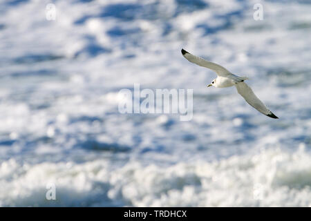 Nero-zampe (kittiwake Rissa tridactyla, Larus tridactyla), volare sopra il mare, Germania Foto Stock