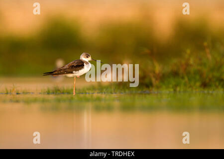 Black-winged stilt (Himantopus himantopus), capretti in acqua, Oman Foto Stock