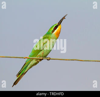 Blu-cheeked Bee-eater (Merops persicus), sqeaker con foraggi nel becco, Oman Foto Stock
