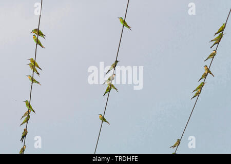 Blu-cheeked Bee-eater (Merops persicus), gregge sulle linee di alimentazione, Botswana Foto Stock