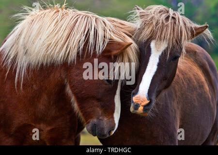 Islandese cavallo, cavallo islandese, Islanda pony (Equus przewalskii f. caballus), due cavalli islandese assieme, Islanda Foto Stock