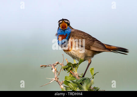 Kazakhstanian Roodsterblauwborst, Kazakhstanian pezzata di rosso pettazzurro (svecica Cyanecula pallidogularis, Cyanecula pallidogularis), cantando maschio, Kazakistan Foto Stock