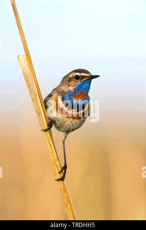 Kazakhstanian Roodsterblauwborst, Kazakhstanian pezzata di rosso pettazzurro (svecica Cyanecula pallidogularis, Cyanecula pallidogularis), adulto maschio, Kazakistan Foto Stock