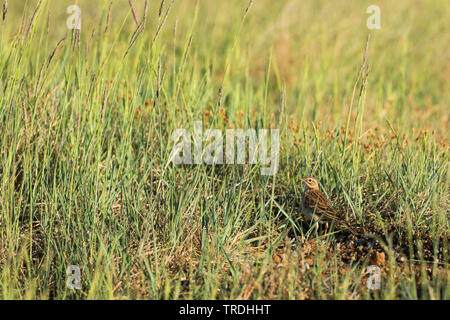 Blyth's pitpit (Anthus godlewskii), rovistando su erba, Russia Foto Stock