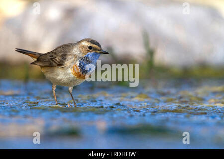 Pettazzurro (Luscinia svecica, Cyanosylvia svecia), maschio da the Waterside, Marocco Foto Stock